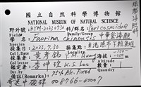 中華釜海膽藏品圖，第10張